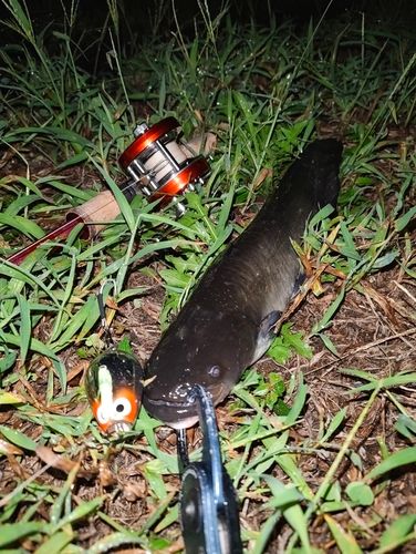 ナマズの釣果