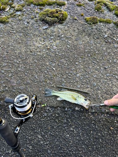 釣果