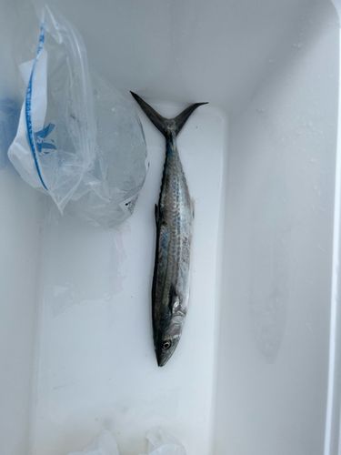 サゴシの釣果