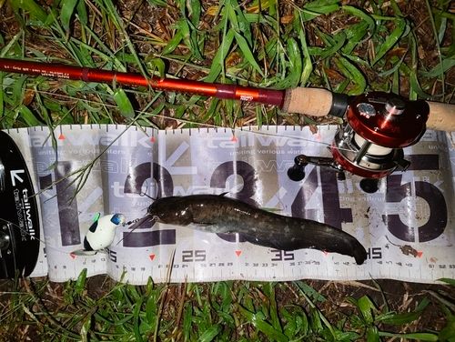ナマズの釣果