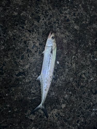 サゴシの釣果