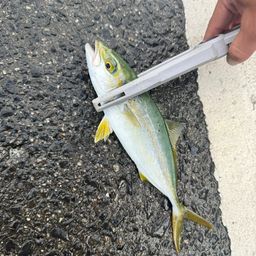 マアジ