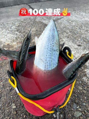 サゴシの釣果