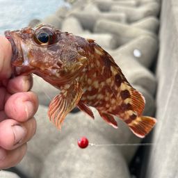 ガシラ