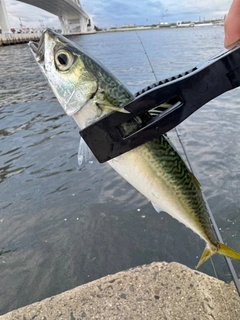 サバの釣果