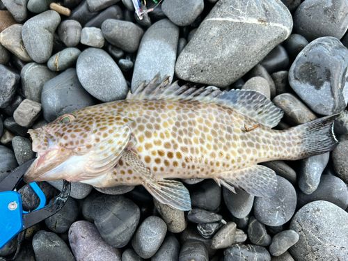 オオモンハタの釣果