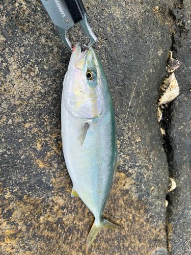 ワカシの釣果
