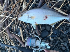 カンパチの釣果