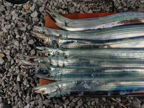 タチウオの釣果