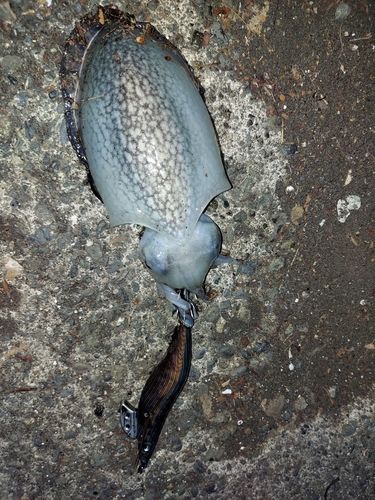 シリヤケイカの釣果