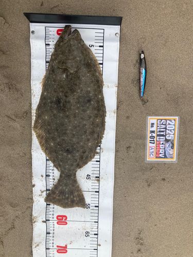 ヒラメの釣果