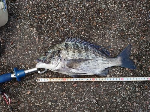 クロダイの釣果