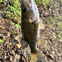 スモールマウスバス