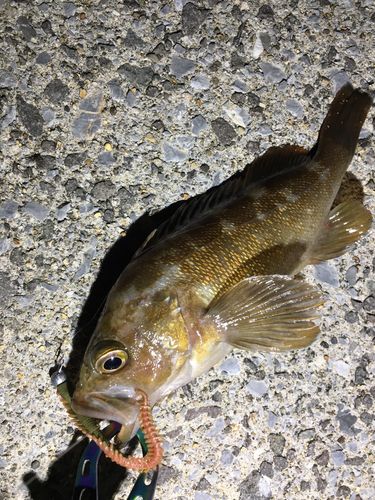 エゾメバルの釣果