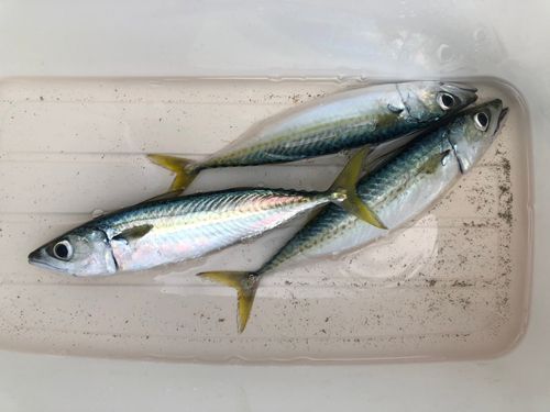 サバの釣果