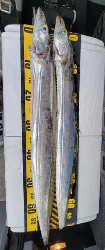 タチウオの釣果