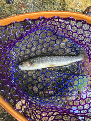 イワナの釣果