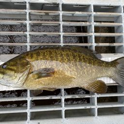 スモールマウスバス