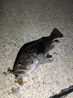クロソイの釣果