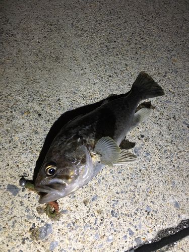 クロソイの釣果