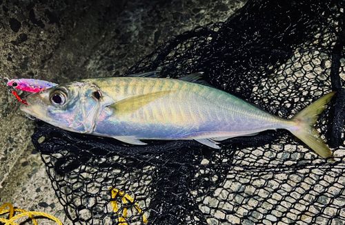 マルアジの釣果