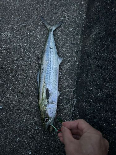 サゴシの釣果
