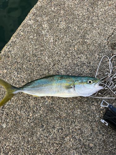 ツバイソの釣果