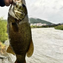 スモールマウスバス