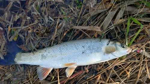 ウグイの釣果