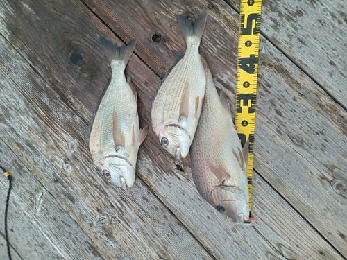 コロダイの釣果