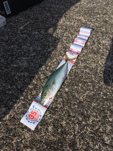 ヤズの釣果