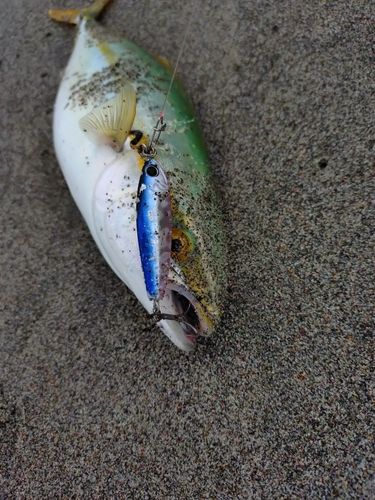 ワカシの釣果