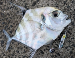 イトヒキアジの釣果