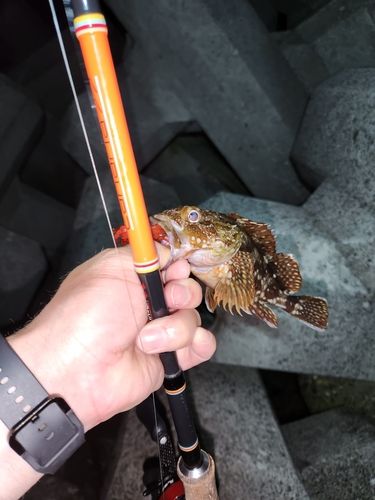ガシラの釣果