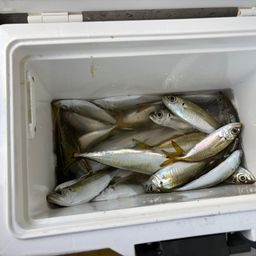 アジ