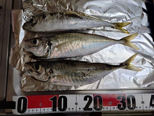 アジの釣果