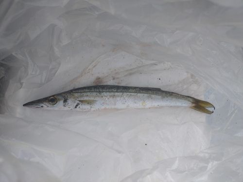 カマスの釣果