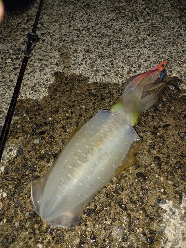 小浜湾