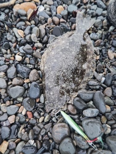 ソゲの釣果