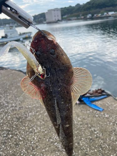 マゴチの釣果