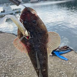マゴチ