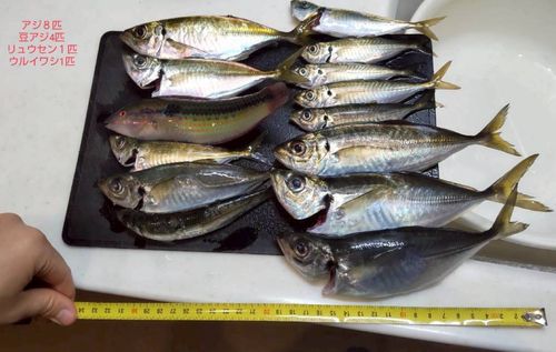 アジの釣果