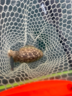 コウイカの釣果
