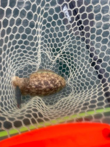 コウイカの釣果