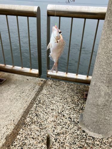 チャリコの釣果