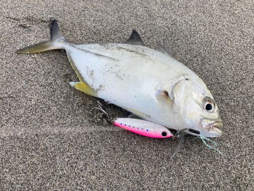 メッキの釣果