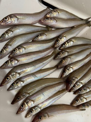 シロギスの釣果