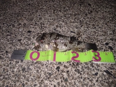 ショウサイフグの釣果