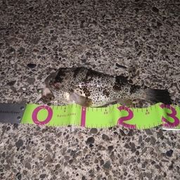 ショウサイフグ