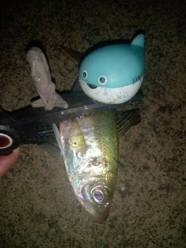 マアジの釣果
